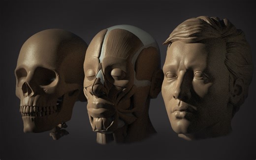 ZBrush雕刻人体结构（骨骼-肌肉-皮肤）