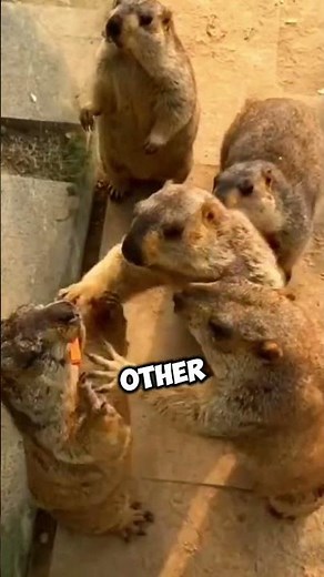 Why Groundhogs Are Always Fighting?