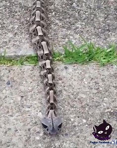 La Vipera del Gabon (Bitis gabonica). Conosciuta anche come «la morte vestita a festa» per la colorazione particolare della sua livrea, è una delle specie più grandi della sottofamiglia Viperinae, raggiunge infatti in alcuni casi 2 metri di lunghezza ed 11 kg di peso, ed è superata solo dalla vipera del Gabon occidentale. La Vipera del Gabon, oltre a finire nella classifica degli animali più pericolosi d’Africa, ha un altro primato: è il serpente dal morso più doloroso al mondo. Il morso della v