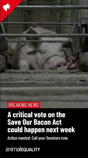 Animal Equality urgent alert: Save Our Bacon Act Farm Bill vote 2026