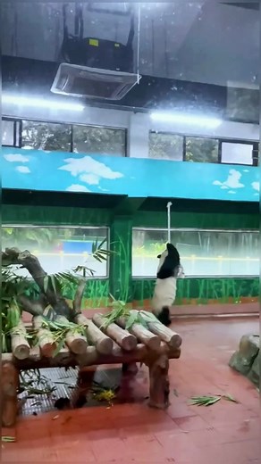 New toy? 🤔😳#panda #pandaexpress #pandasoftiktok #cute #funny #animalsoftiktok #funnyanimals #fyp #foryou