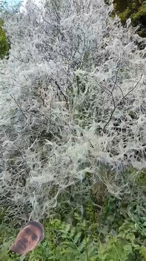 Ghost tree 😱 #trending #viralvideo #facts #amazingfacts #factsmine #tiktok #hindifacts #factholic