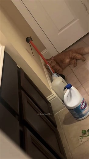 Mouse!!!#shorts #funny #funnyvideo #mouse