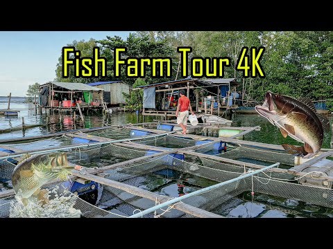 Most Satisfying Fish Farm Tour 🐟 Relaxing Aquaculture Process