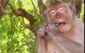 动物搞笑瞬间（全程高能）！！！