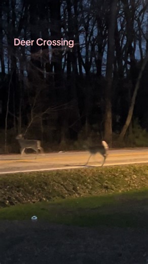 Stay Alert for Deer Crossing on Country Roads