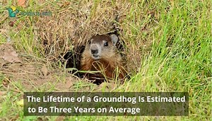 The lifespan of a Groundhog: The Growth of the Rodent!