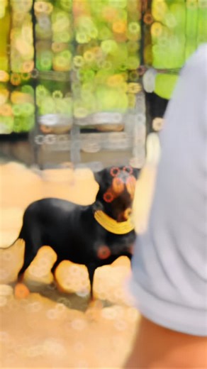 Bubby❤️🐶🐾 on Instagram: "★Silent★Calm★Dangerous★ #Bubby Bolte 💥🔥 #rottweiler #trendingreels #rottweilers_of_instagram #rotttweilers"