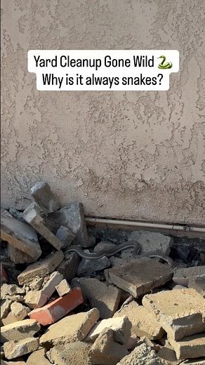 How to get a snake out of your yard #diy #home #snake #snakes #house