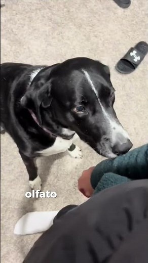 curiosidades incríveis sobre cachorros que você nao sabia!!!!#cachorro #curiosidades #incrível