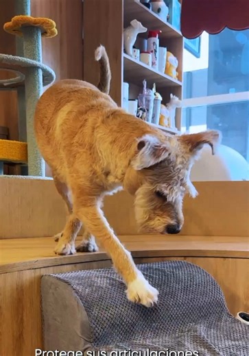 🐾❤️‍🩹 Protege a tu pet de lesiones innecesarias. Las escaleras especiales para mascotas son la mejor forma de cuidar sus articulaciones y su espalda. Evita que salte de lugares altos y prevé problemas en su columna 🙌🏻 ¡Cuídalo, consiéntelo y dale lo mejor para su bienestar! Encuentra las escaleras ideales para tu pet en nuestras tiendas. 🐶🐱 Recuerda comprar con tu 💳 tarjeta Club Pycca y difiere hasta 24 cuotas. 📍Te esperamos en nuestras tiendas de Guayaquil, Quito, Machala, Portoviejo, M