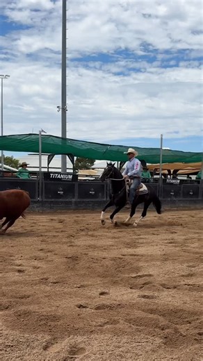 Congressman did some amazing work on a tough cow but unfortunately ran out of time in the second round of the stallion draft at Nutrien. #campdrafting #stockhorse #blackstallion @cinch_australia @hygain_feeds | Rob Leach Equine