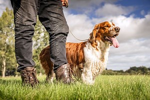 Welsh springer spaniels: 'They find a way of winding themselves around your heart'