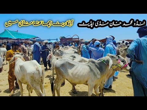 Kankrej tharparkar calf | kato mal update | Sindhi Cattle Market | tando Muhammad Khan mandi update