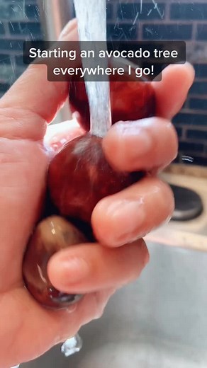 How to Start an Avocado Tree in Utah: Step-by-Step Guide