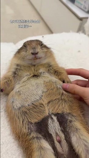 WhyThis Hamster Protected Her All Night? 🥺