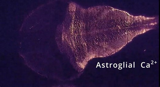 On the sidelines no more: New research shows astrocytes are active players in neuromodulation