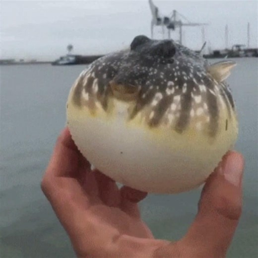 puffer fish meme #roblox part 1