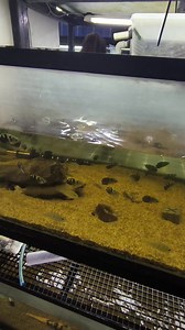 Peces arquero peces exótico mercado de los peces mario blogs | Marioblogs bettas y peces