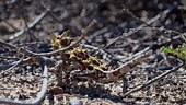 spiny little thorny devil, Moloch horridus, a small lizard native to...