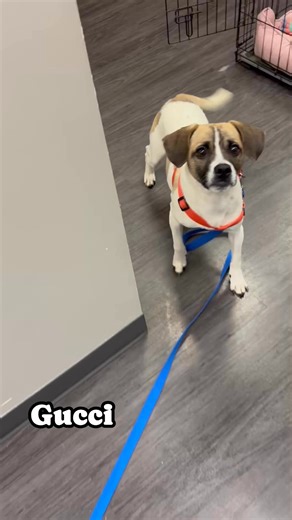 8.3K views · 105 reactions | Fayette County Animal Shelter on Reels | Facebook