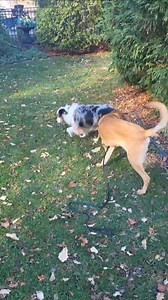 Marco | 9 months | Male | Shepherd Mix Do NOT APPLY for this AMAZING dog if you don't like... ⚠️ Constant love and affection ⚠️ 60 lb. warm, snuggly lap dogs ⚠️ Having fun, playing with toys ⚠️ Super enthusiastic greetings ⚠️ Dogs on your couch (he's claimed it) This big guy goes potty outside like a champ, sleeps quietly all night in his crate, and gets along great with everyone he meets. If you have lots of love to give and patience to continue working with him on manners, please DO APPLY to m