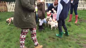 1.4K views · 38 reactions | Pug Christmas Party @ The Dog Adventure Centre today | Dog Adventure Company & Paddocks | Facebook