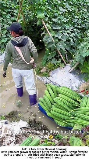 Harvesting Fresh Bitter Melon – A Garden Favorite for Healthy Cooking! 🥒🌱