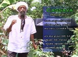 Did you know the Roots of the Cassava Plant is very good for Sickle Cell Anemia?!!!!! You learn something new everyday from the Legend himself.... BOOK your CONSULTATION NOW (Especially if you live in the Virgin Islands)!! (340)7750851!! | Ras Bobby Herbal Products