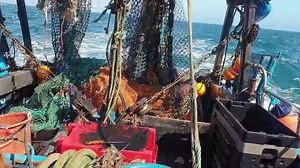 Cleaning the cuttle...it would been clean but it decided to shoot some ink...bugger | MR FISH