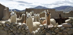 Llamas are having a moment in the US, but they’ve been icons in South America for millennia