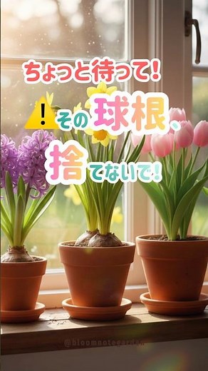 芽出し球根、花が終わったらどうする？捨てずに来年も咲かせるコツ🌷 #ガーデニング #ライフハック #芽出し球根