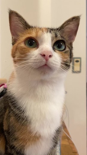 猫鳴く 喜びの声 | レオとイロハの愛らしいコンビ | 三毛猫の魅力