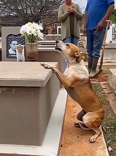 Cachorra que perderam seus donos #tiktokviral #históriaemocionante #amoanimais #cachorro #animais