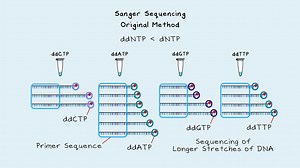 Sanger DNA Sequencing, From Then to Now.