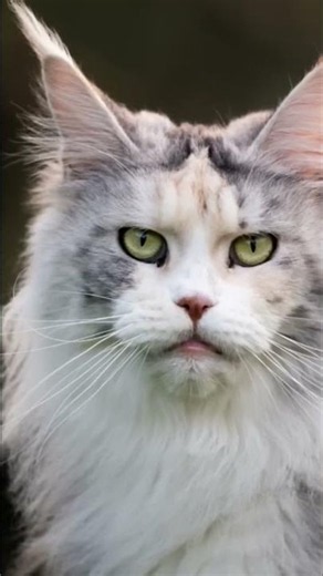 This Grooming Hack Makes Maine Coons Easier #catsoftiktok #petcare