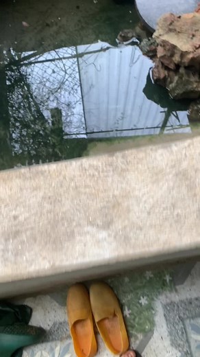 Caring for Your Growing Turtle: Tips and Interactions