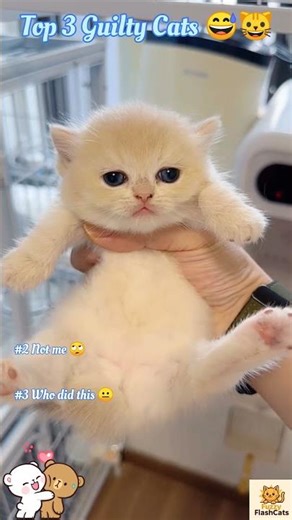 Top 3 Guilty Cats Ever 😅🐱