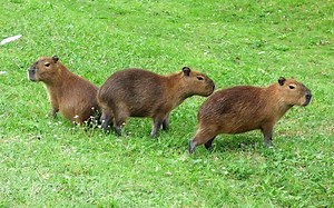 Capibara: qué es, características, hábitat, alimentación, comportamiento