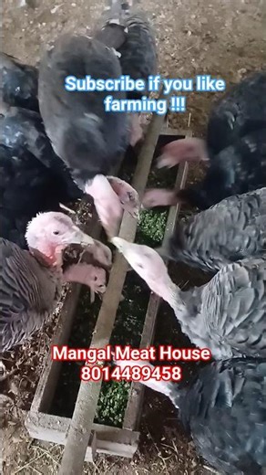 feeding turkeys a nutritious diet