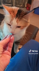 Cats Enjoying Cotton Candy: A Sweet Encounter