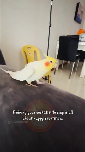 How can I get my cockatiel to sing like a pro? 🎶🦜✨ #cockatielscraze