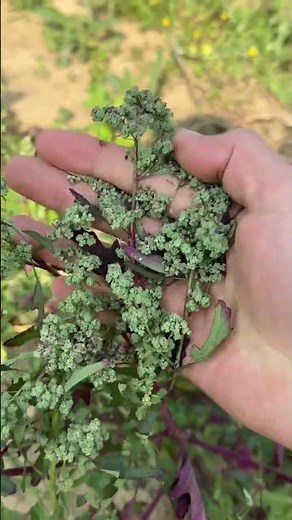 Unlock the Secrets of Plants: A Journey into Botany Basics