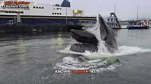 This is the incredible moment a huge humpback whale breached and fed just two metres away from a dock. Richard Lister was at the harbour in Ketchikan, Alaska, USA, when the calm waters suddenly started to bubble. Dramatic footage captured the cause as the unmistakeable shape of the massive mouth of a whale broke through the surface. | Wild Sightings