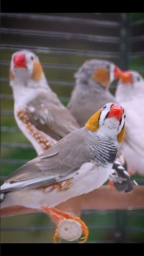 Built This for Birds… Now It’s Full of Finch Songs! 🐥🎶