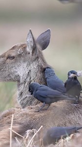 2.4K views · 112 reactions | Watch these jackdaws pull fur from this deer for nesting material Here is another beautiful example of symbiosis in nature. In this mutualistic relationship both parties benefit. The jackdaws are helping the deer shed her winter coat and in return the birds get to build a comfy nest. Nothing is ever wasted in nature! ❤️  Lawrence Chatton | Roar Wildlife News | Facebook