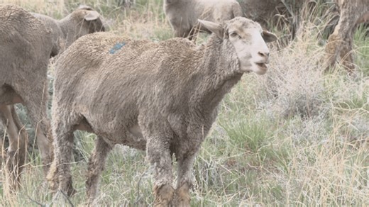 Carson City's annual sheep grazing program aims to mitigate peak fire season