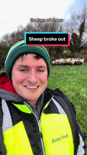 Kerry Cowboy Herding Sheep: A Joyful Farming Experience