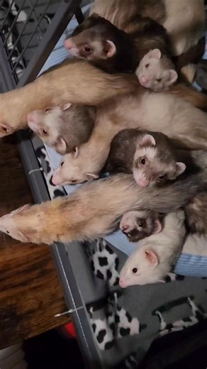 They have an entire room… and still say “nah, we sleep together in the cage” 😂 Every night the door is wide open. Plenty of beds. Endless options. Every morning? A ferret cuddle puddle packed into the cage like it’s the hottest club in town. They don’t have to be in there. They just want to be together. Because ferrets run on ✨vibes✨ #FerretLogic #CuddlePuddle #FerretMath #WhyAreYouLikeThis #FerretRoom #FerretMomLife #RescueFerrets #TheFerretFirm #TinyCriminals #MustelidMadness #IfIFitsISits | 