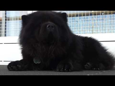 bigg black chow chow